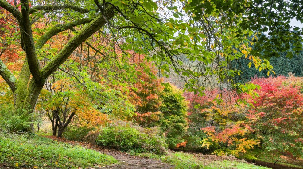 National Trust - Winkworth Arboretum, United Kingdom